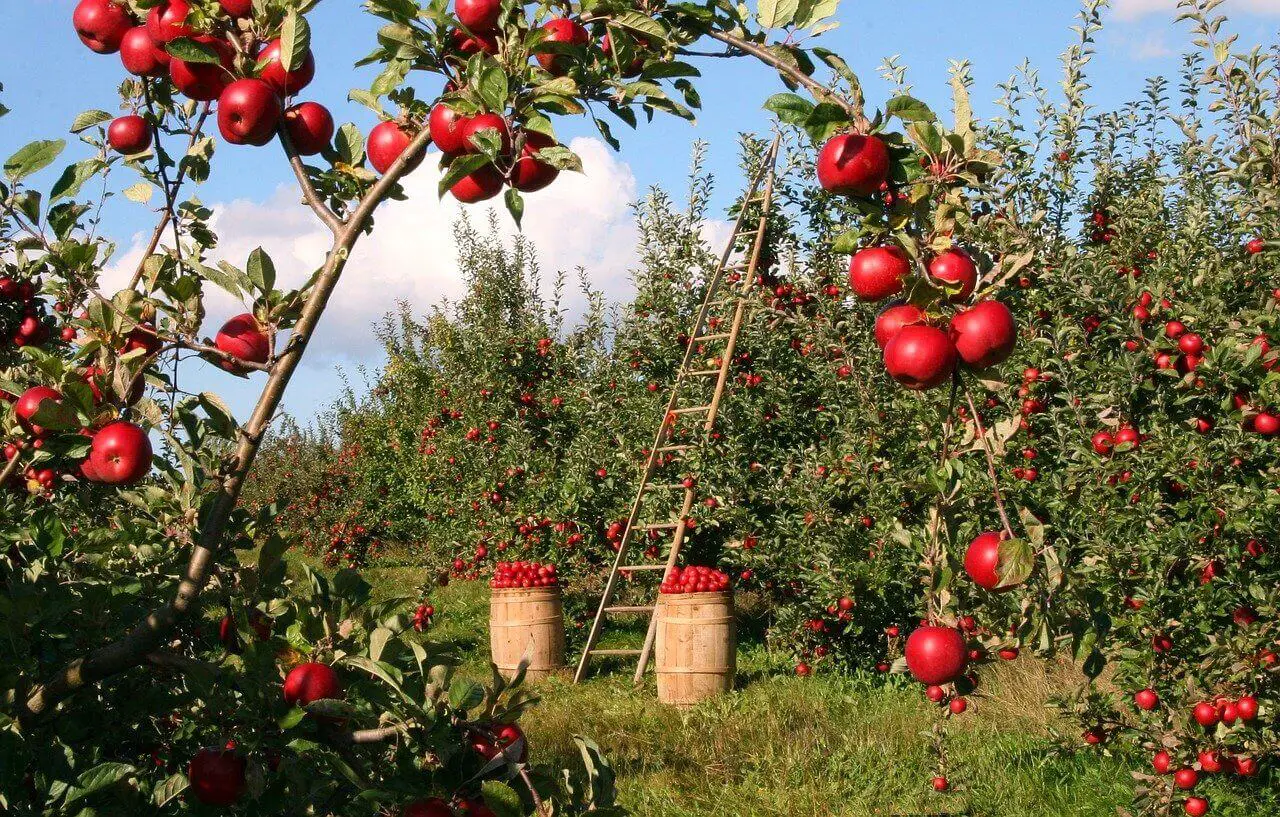 Apple orchard in the fall with low-hanging branches for toddlers