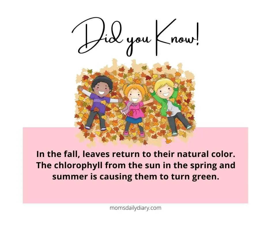Fun autumn fact: In the fall, leaves return to their natural color. The chlorophyll from the sun in the spring and summer is causing them to turn green.