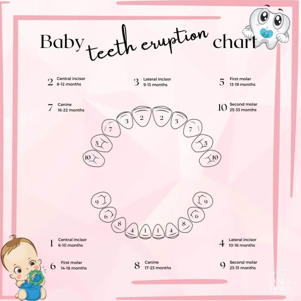 Baby teeth eruption chart